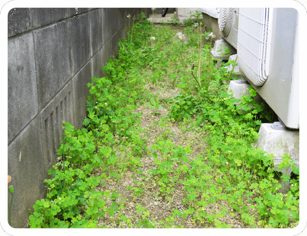 庭の雑草